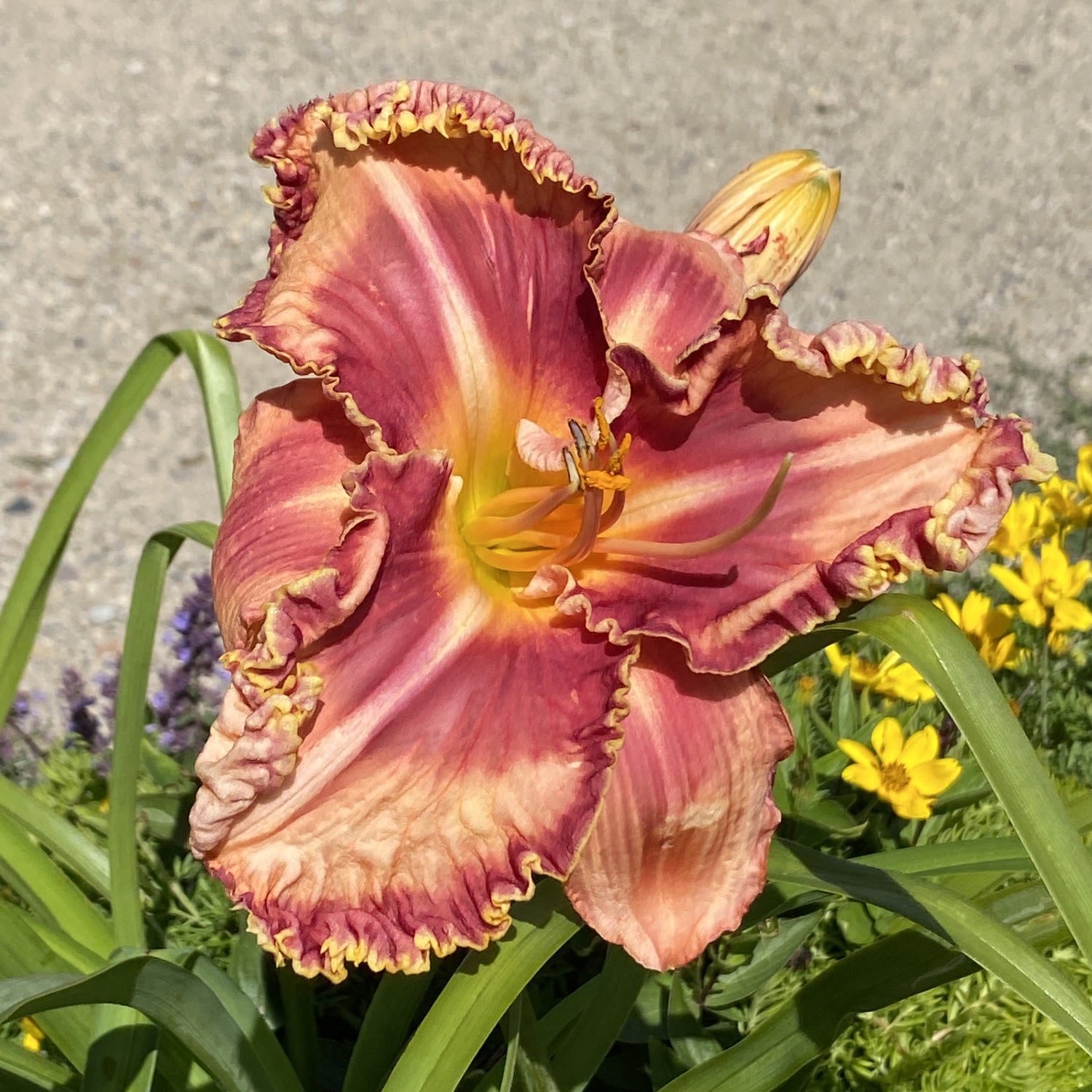 Rainbow Rhythm® 'Lake of Fire' Daylily (Hemerocallis) - Photo Property of Garden Crossings LLC