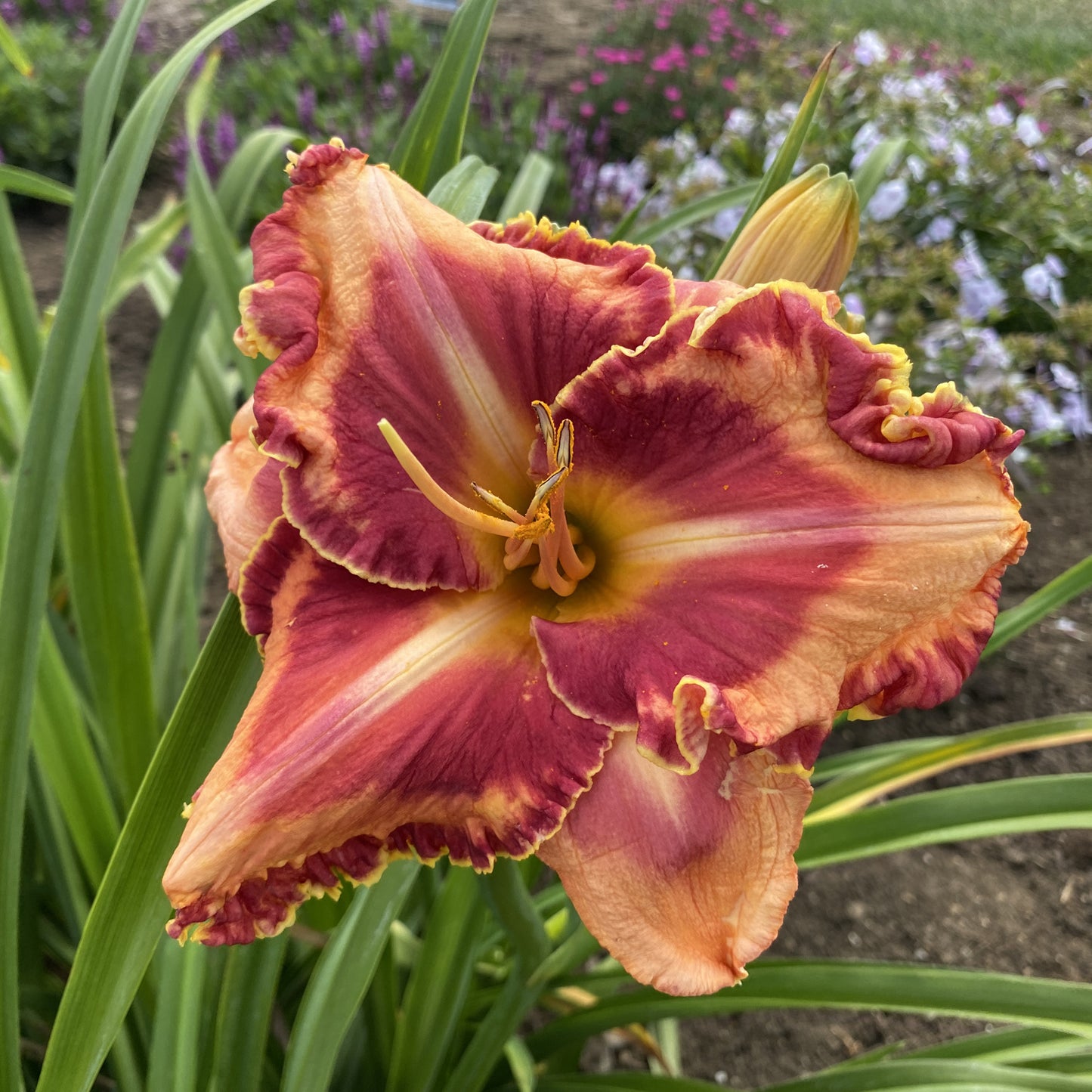 Rainbow Rhythm® 'Lake of Fire' Daylily (Hemerocallis) - Photo Property of Garden Crossings LLC
