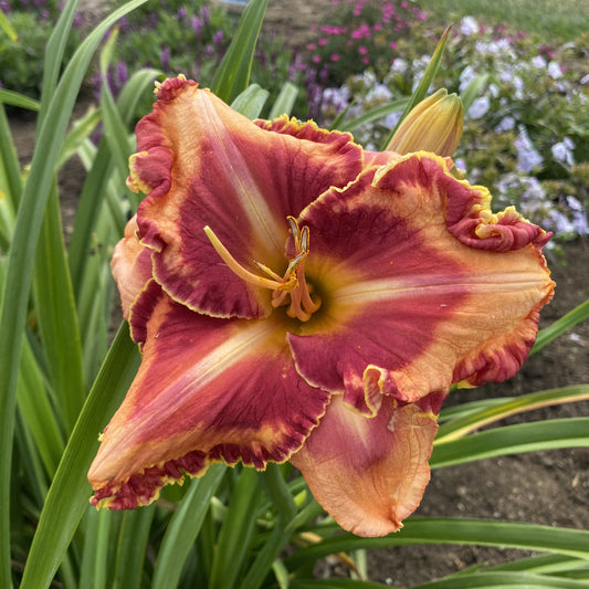 Rainbow Rhythm® 'Lake of Fire' Daylily (Hemerocallis) - Photo Property of Garden Crossings LLC