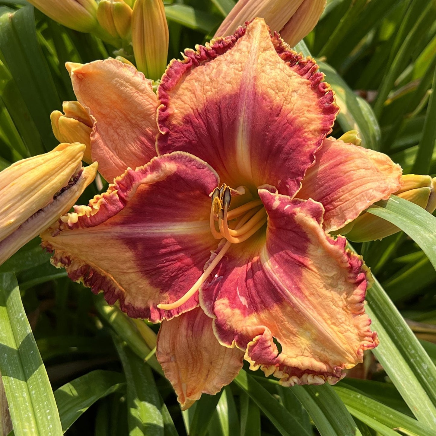 Rainbow Rhythm® 'Lake of Fire' Daylily (Hemerocallis) - Photo Property of Garden Crossings LLC