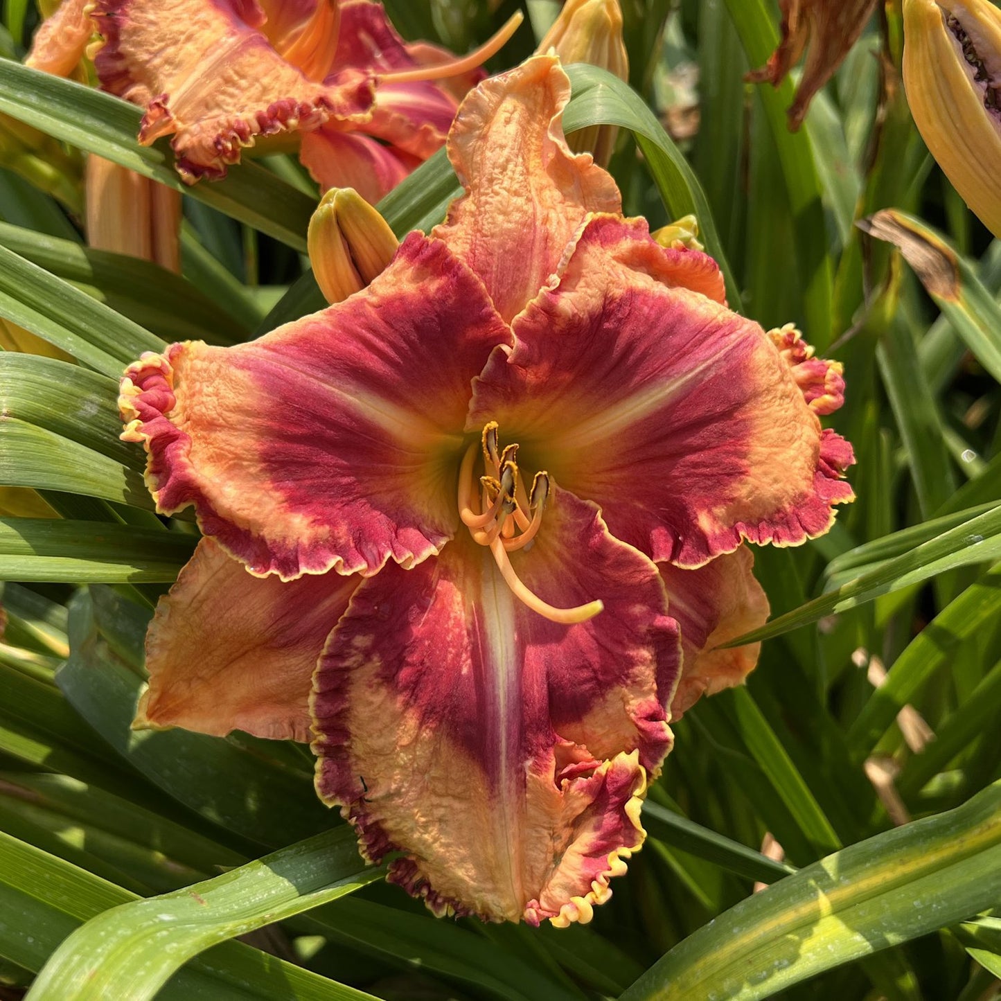 Rainbow Rhythm® 'Lake of Fire' Daylily (Hemerocallis) - Photo Property of Garden Crossings LLC