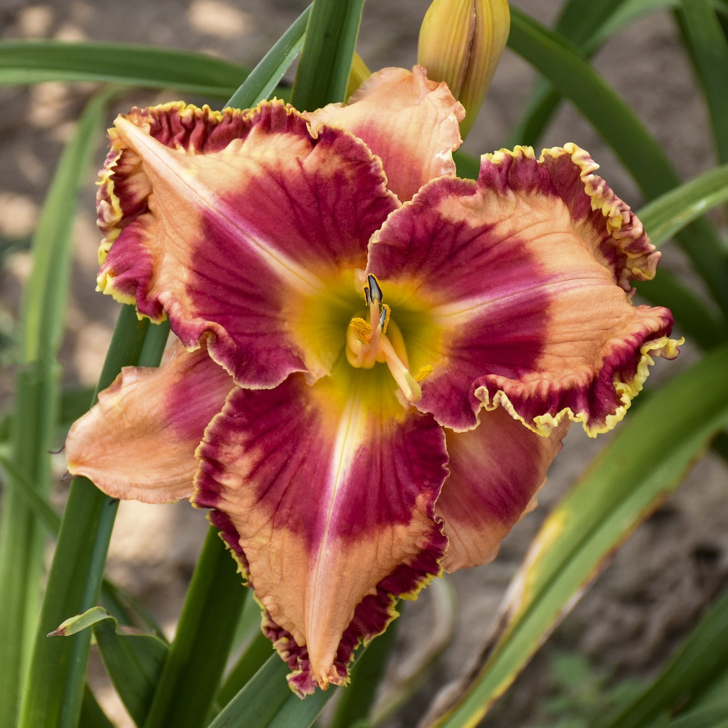 Rainbow Rhythm® 'Lake of Fire' Daylily (Hemerocallis) - Photo Courtesy of Proven Winners, Inc.