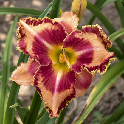 Rainbow Rhythm® 'Lake of Fire' Daylily (Hemerocallis) - Photo Courtesy of Proven Winners, Inc.