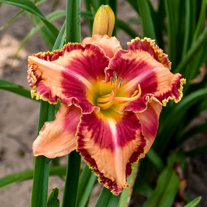 Rainbow Rhythm® 'Lake of Fire' Daylily (Hemerocallis) - Photo Courtesy of Walters Gardens, Inc.