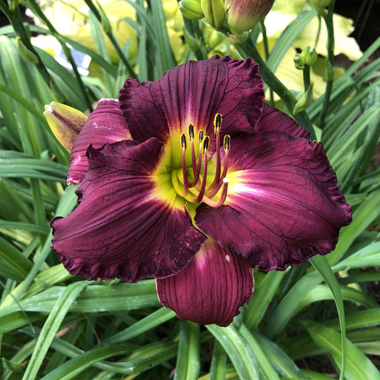 Rainbow Rhythm® 'Nosferatu' Daylily (Hemerocallis) - Photo Property of Garden Crossings LLC