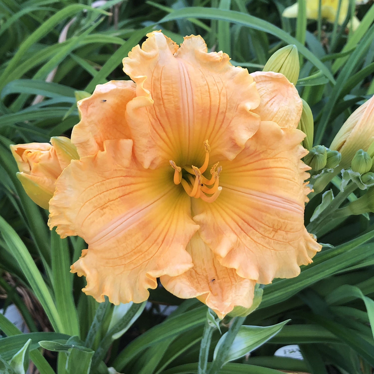 Rainbow Rhythm® 'Orange Smoothie' Daylily (Hemerocallis) - Photo Property of Garden Crossings LLC