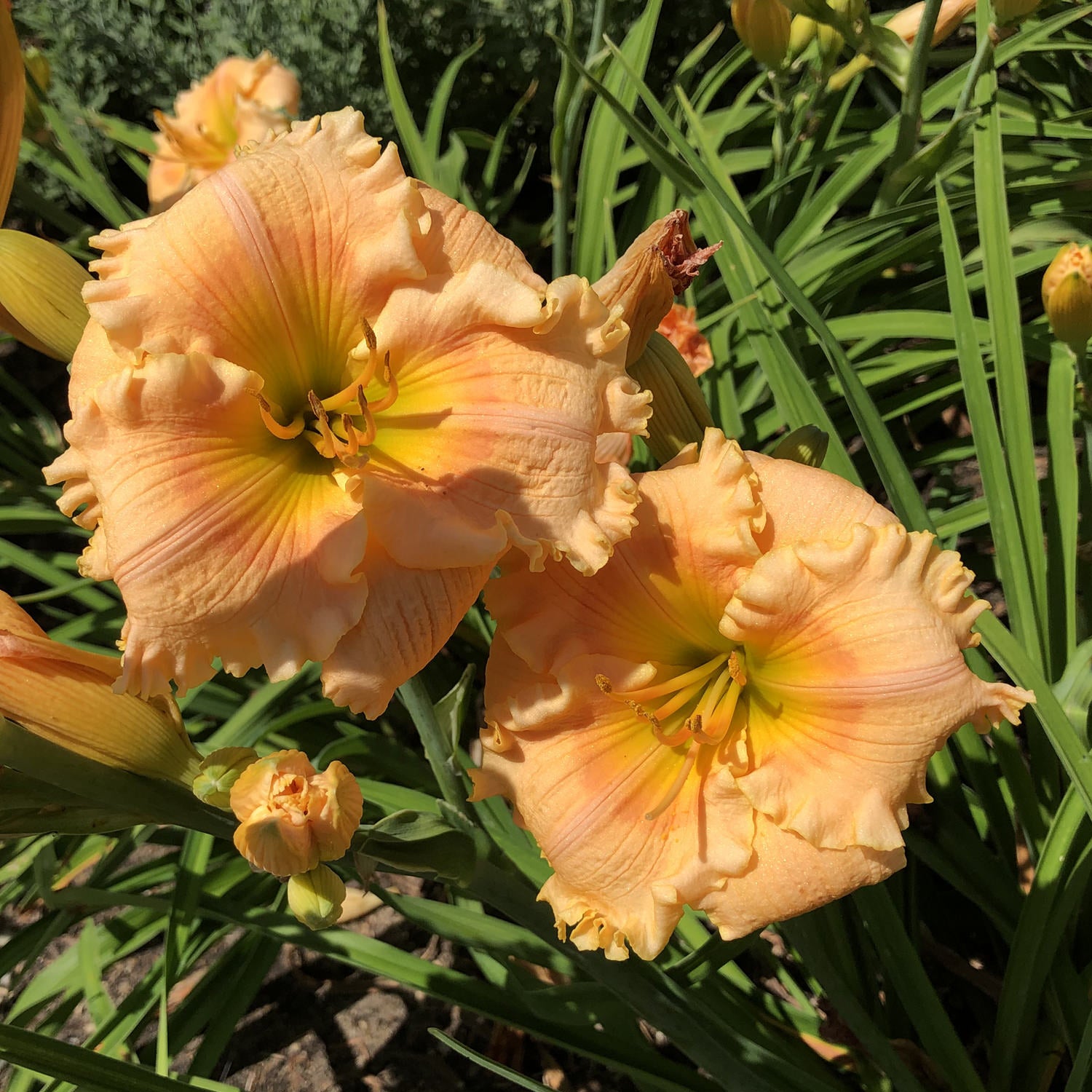 Rainbow Rhythm® 'Orange Smoothie' Daylily (Hemerocallis) - Photo Property of Garden Crossings LLC