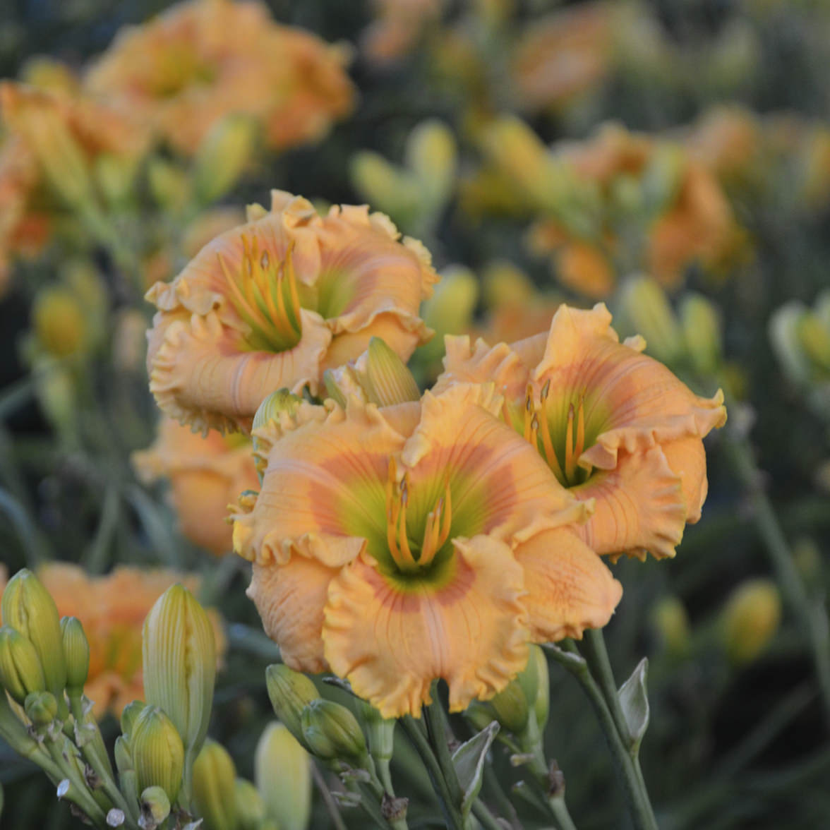 Rainbow Rhythm® 'Orange Smoothie' Daylily (Hemerocallis) - Photo Courtesy of Walters Gardens, Inc.