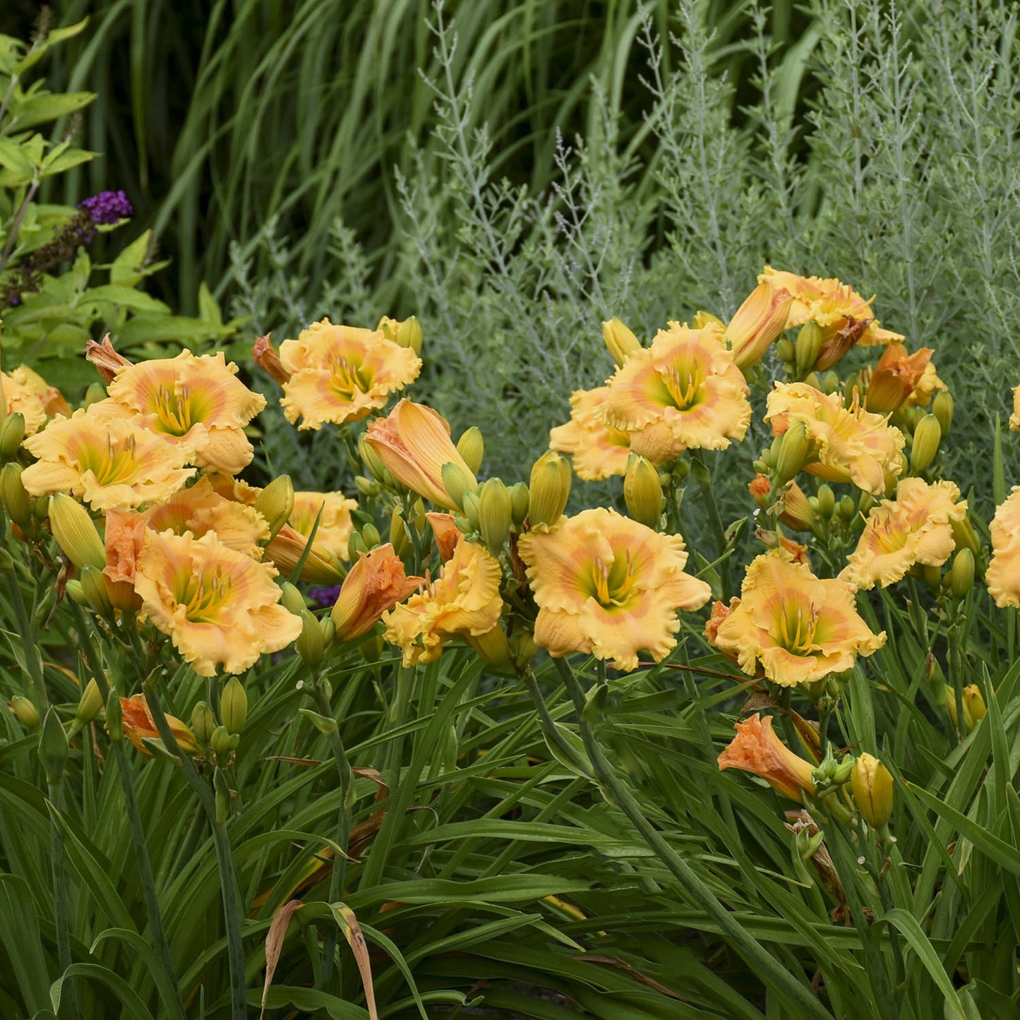 Rainbow Rhythm® 'Orange Smoothie' Daylily (Hemerocallis) - Photo Courtesy of Walters Gardens, Inc.