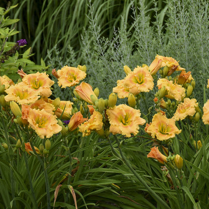 Rainbow Rhythm® 'Orange Smoothie' Daylily (Hemerocallis) - Photo Courtesy of Walters Gardens, Inc.