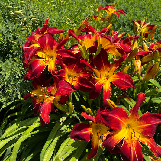 Rainbow Rhythm® 'Ruby Spider' Daylily (Hemerocallis) - Photo Property of Garden Crossings LLC