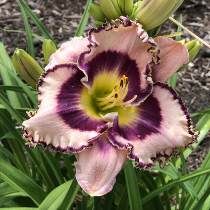 Rainbow Rhythm® 'Sound of My Heart' Daylily (Hemerocallis) - Photo Property of Garden Crossings LLC
