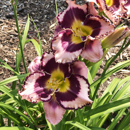 Rainbow Rhythm® 'Sound of My Heart' Daylily (Hemerocallis) - Photo Property of Garden Crossings LLC