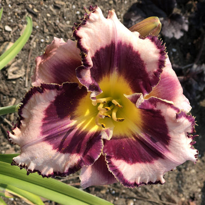 Rainbow Rhythm® 'Sound of My Heart' Daylily (Hemerocallis) - Photo Property of Garden Crossings LLC