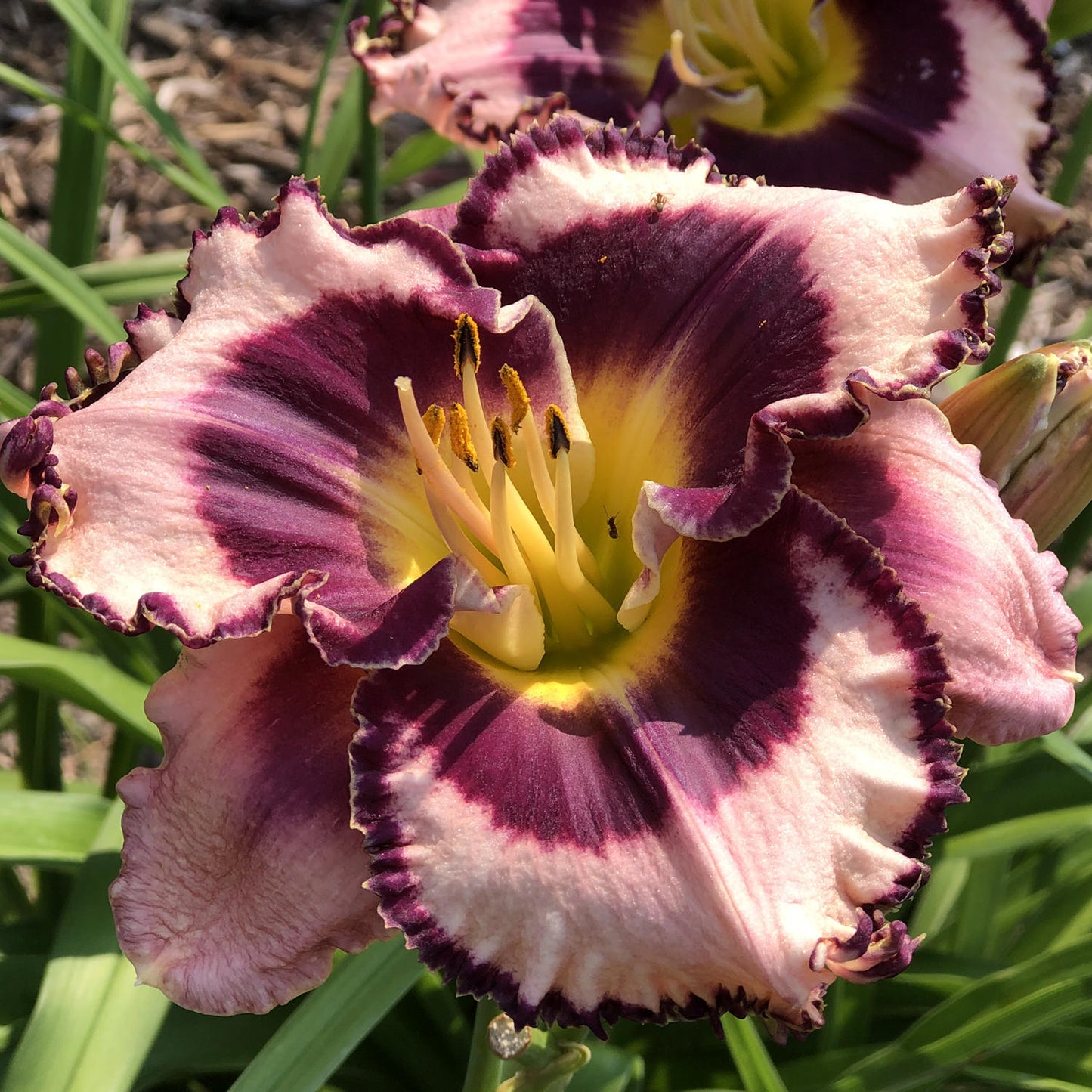 Rainbow Rhythm® 'Sound of My Heart' Daylily (Hemerocallis) - Photo Property of Garden Crossings LLC