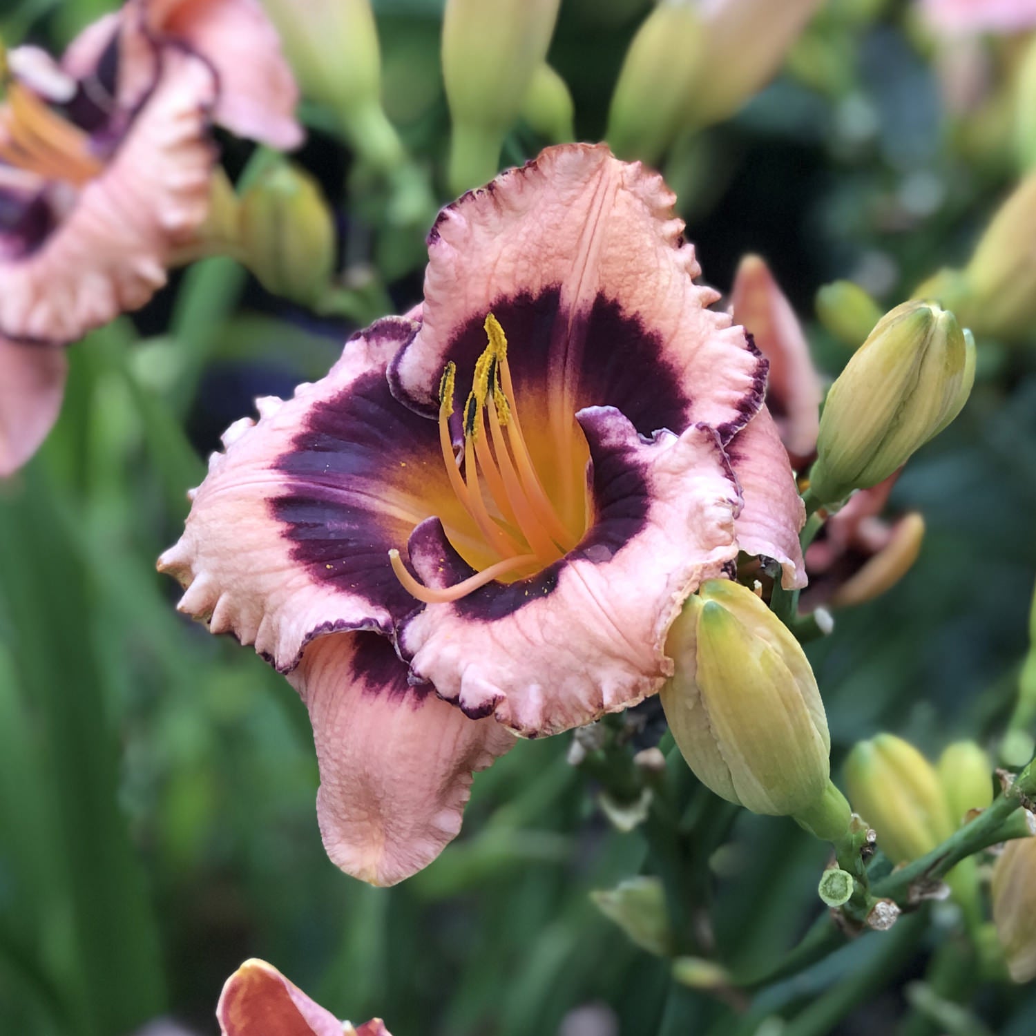 Rainbow Rhythm® 'Sound of My Heart' Daylily (Hemerocallis) - Photo Property of Garden Crossings LLC