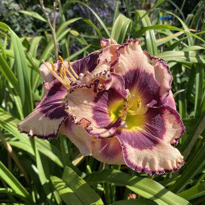 Rainbow Rhythm® 'Sound of My Heart' Daylily (Hemerocallis) - Photo Property of Garden Crossings LLC