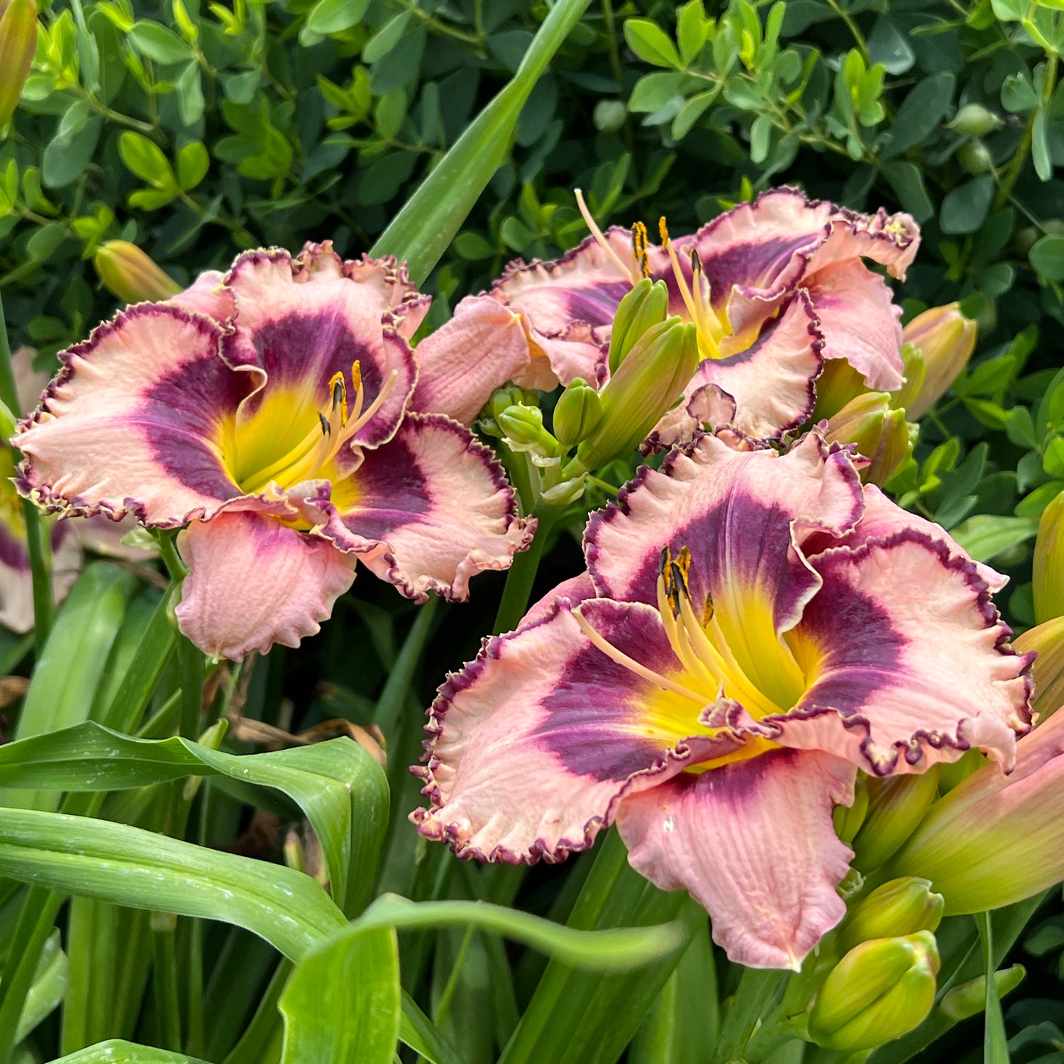 Rainbow Rhythm® 'Sound of My Heart' Daylily (Hemerocallis) - Photo Property of Garden Crossings LLC