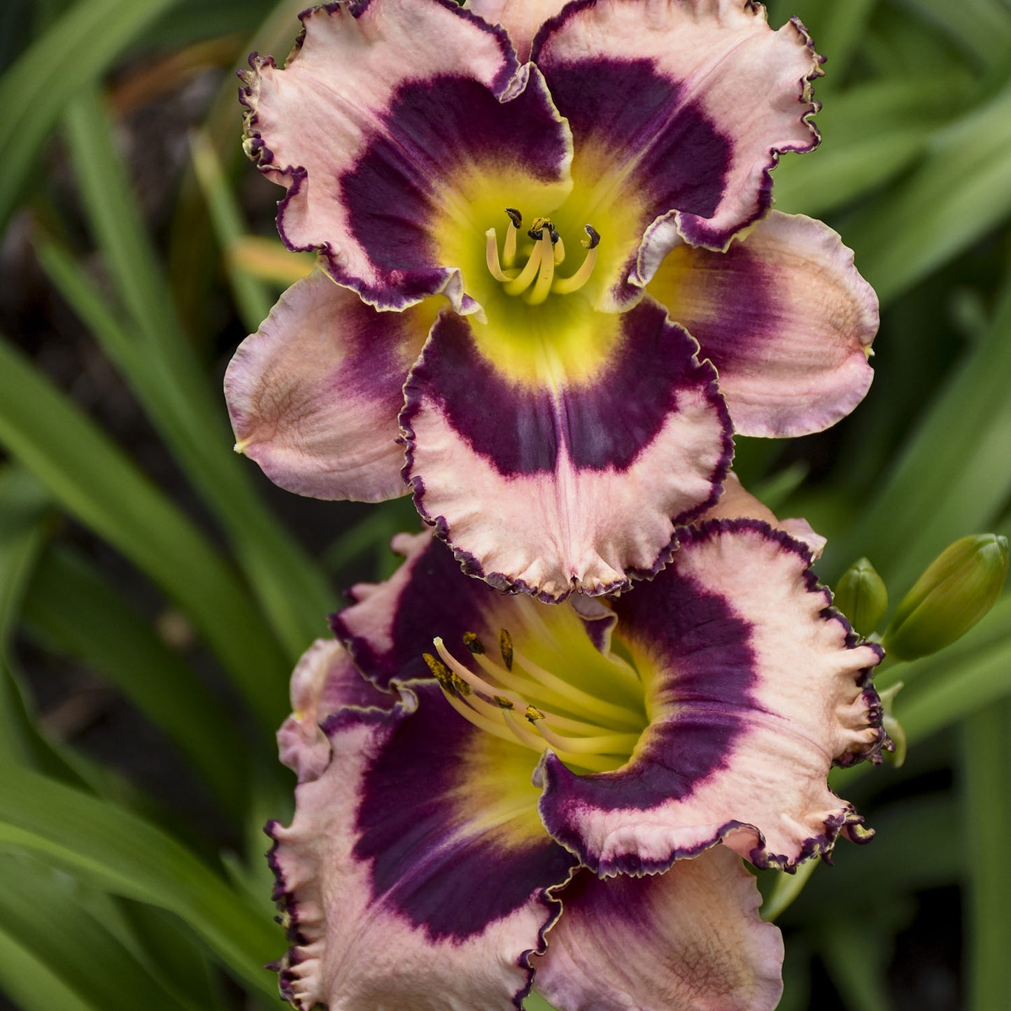 Rainbow Rhythm® 'Sound of My Heart' Daylily (Hemerocallis) - Photo Courtesy of Walters Gardens, Inc.