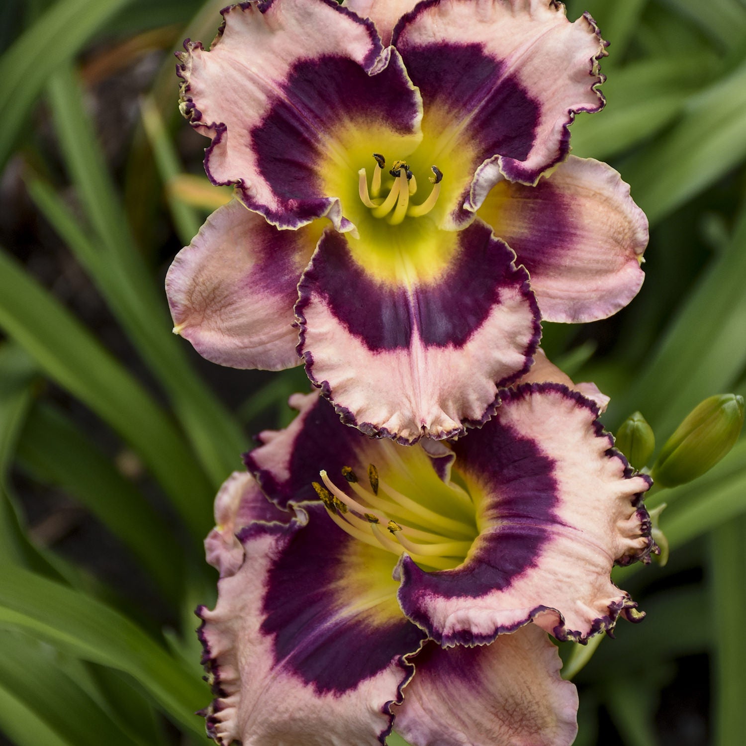 Rainbow Rhythm® 'Sound of My Heart' Daylily (Hemerocallis) - Photo Courtesy of Walters Gardens, Inc.