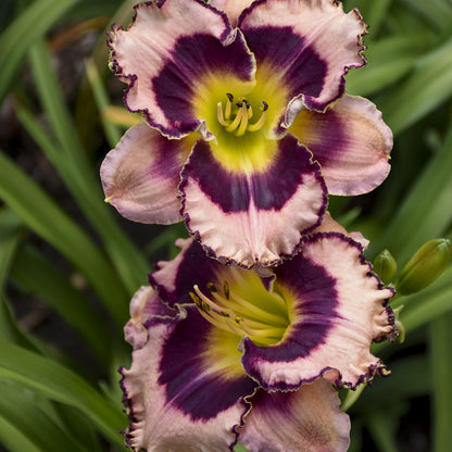 Rainbow Rhythm® 'Sound of My Heart' Daylily (Hemerocallis) - Photo Courtesy of Walters Gardens, Inc.