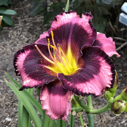 Rainbow Rhythm® 'Storm Shelter' Daylily (Hemerocallis) - Photo Property of Garden Crossings LLC
