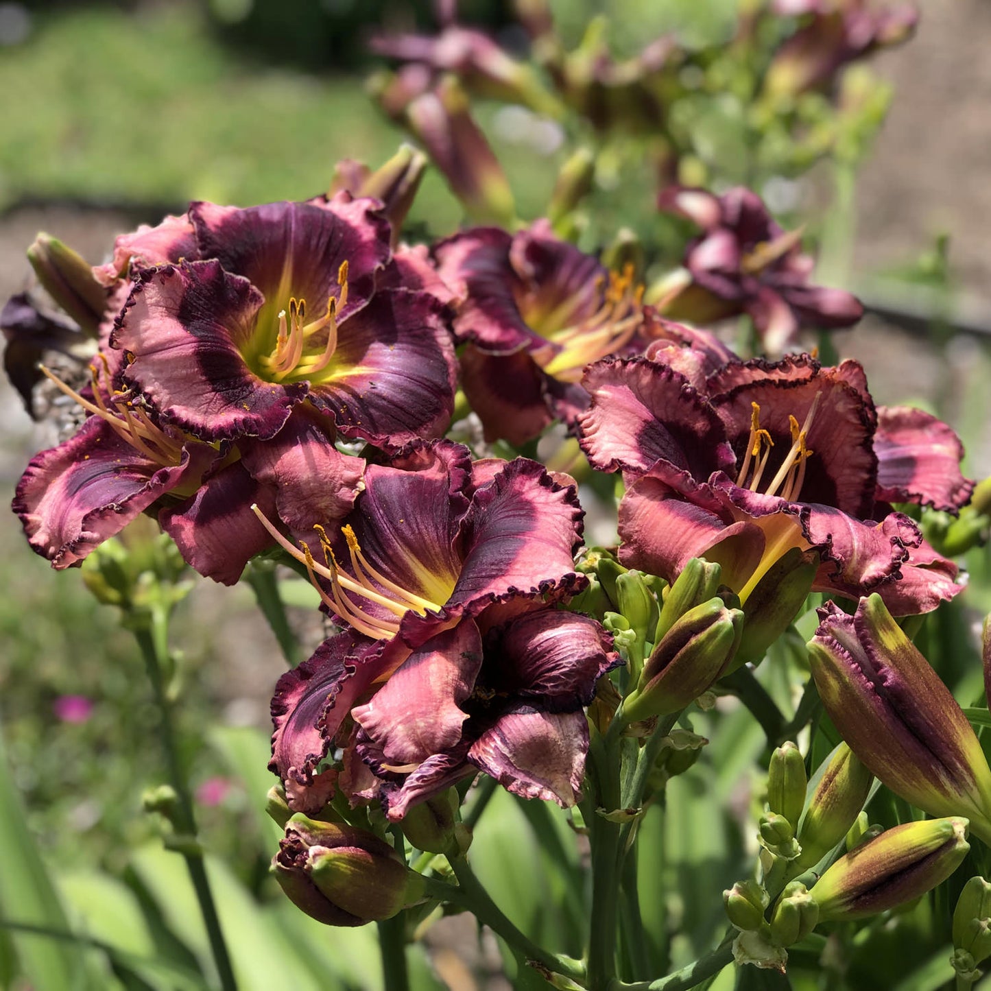 Rainbow Rhythm® 'Storm Shelter' Daylily (Hemerocallis) - Photo Property of Garden Crossings LLC
