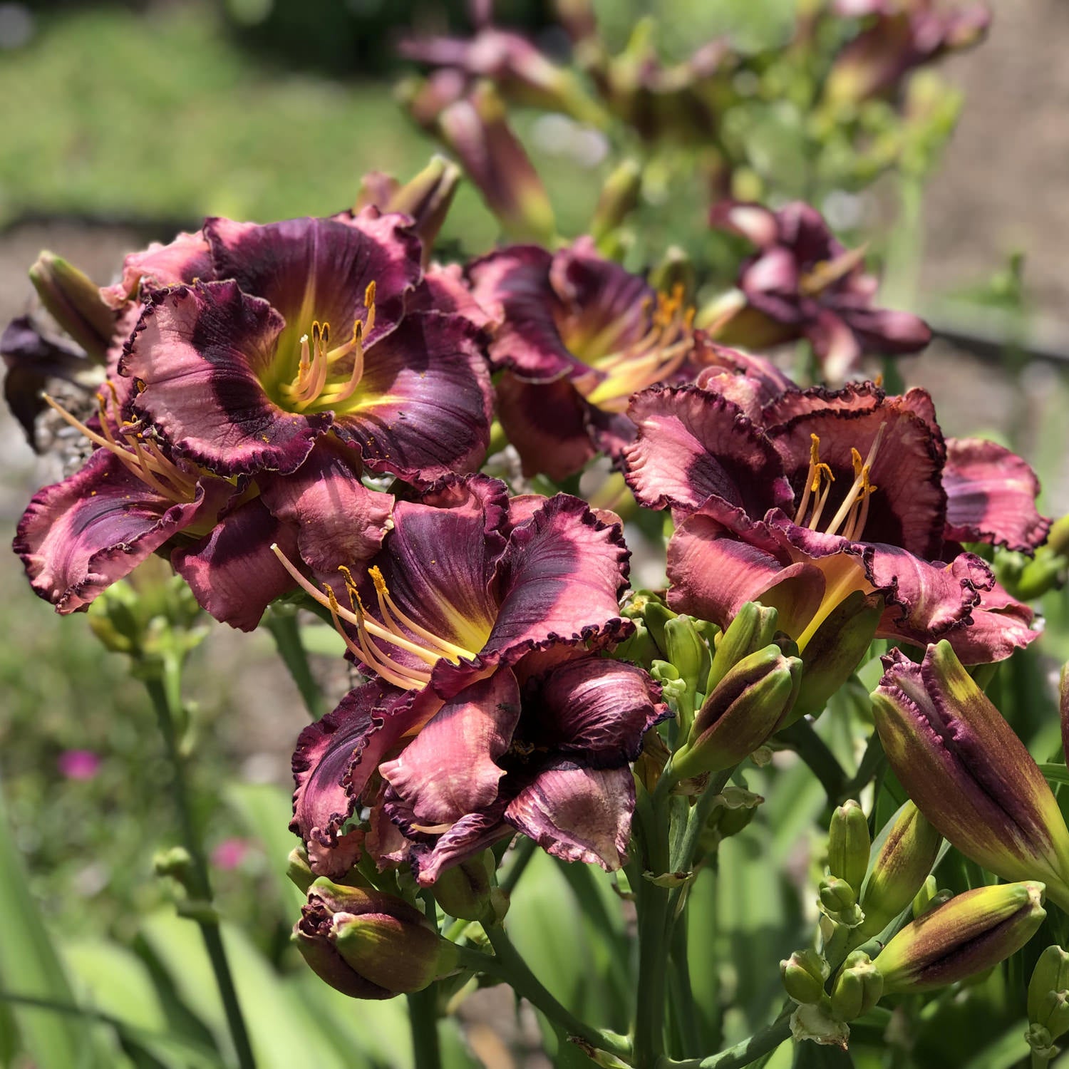 Rainbow Rhythm® 'Storm Shelter' Daylily (Hemerocallis) - Photo Property of Garden Crossings LLC