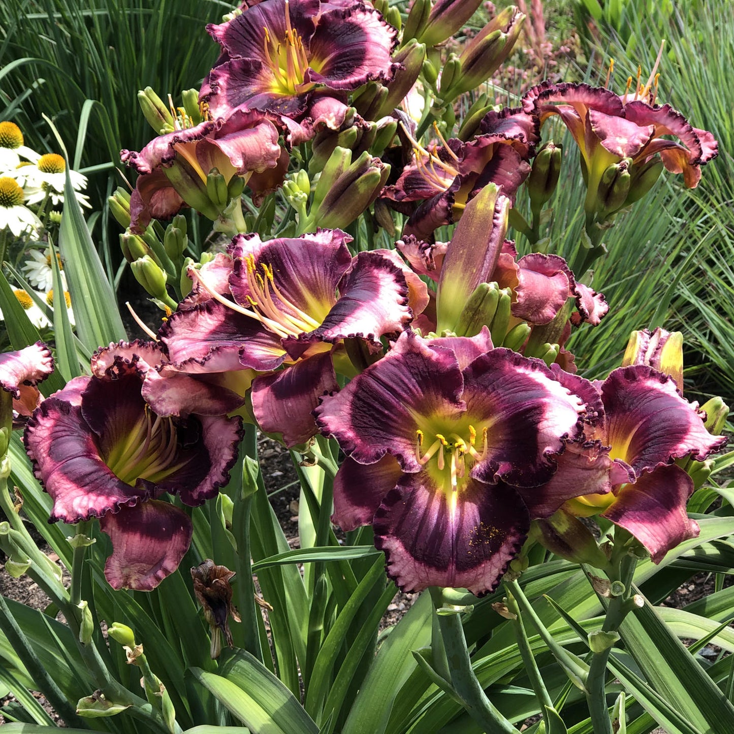 Rainbow Rhythm® 'Storm Shelter' Daylily (Hemerocallis) - Photo Property of Garden Crossings LLC