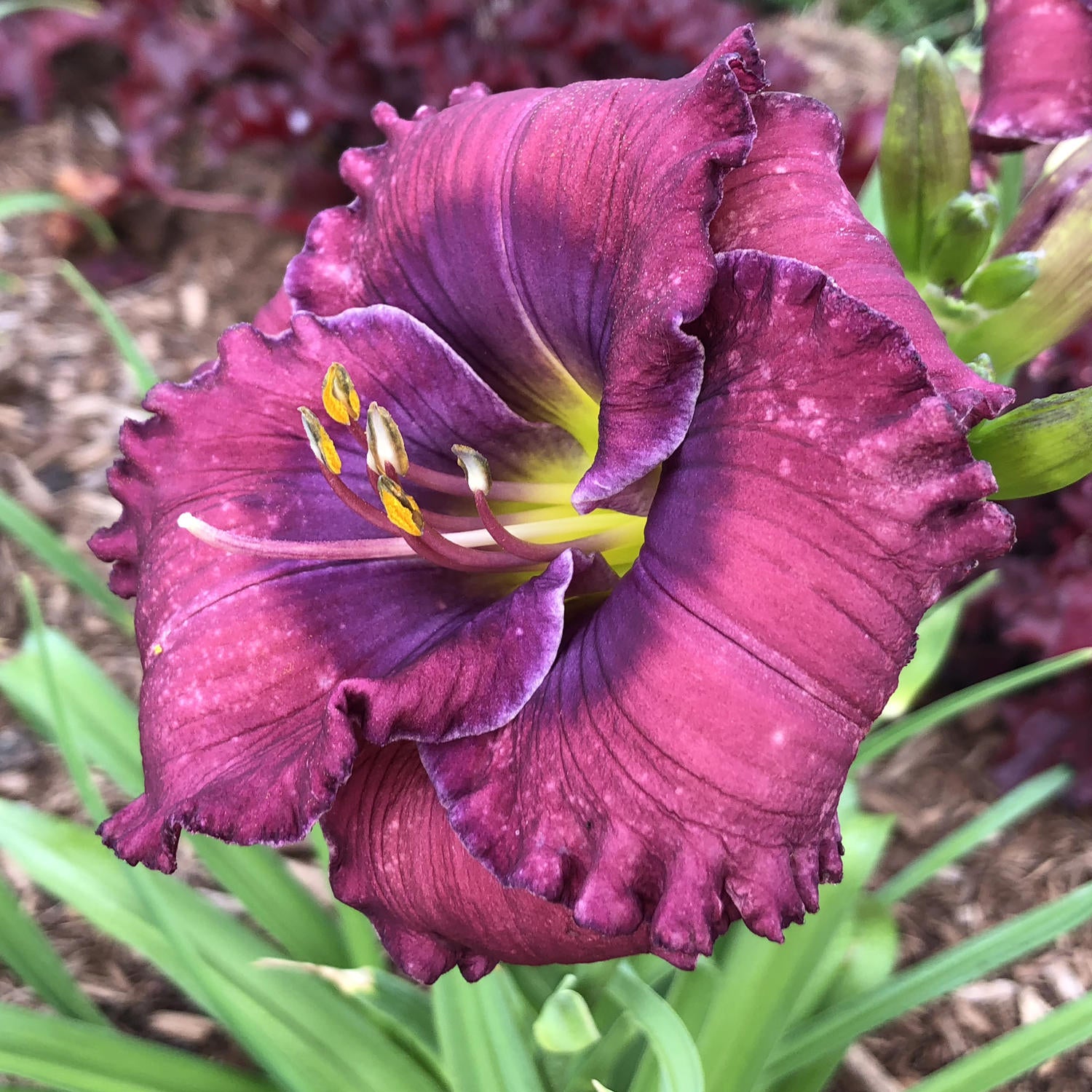 Rainbow Rhythm® 'Storm Shelter' Daylily (Hemerocallis) - Photo Property of Garden Crossings LLC