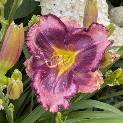 Rainbow Rhythm® 'Storm Shelter' Daylily (Hemerocallis) - Photo Property of Garden Crossings LLC