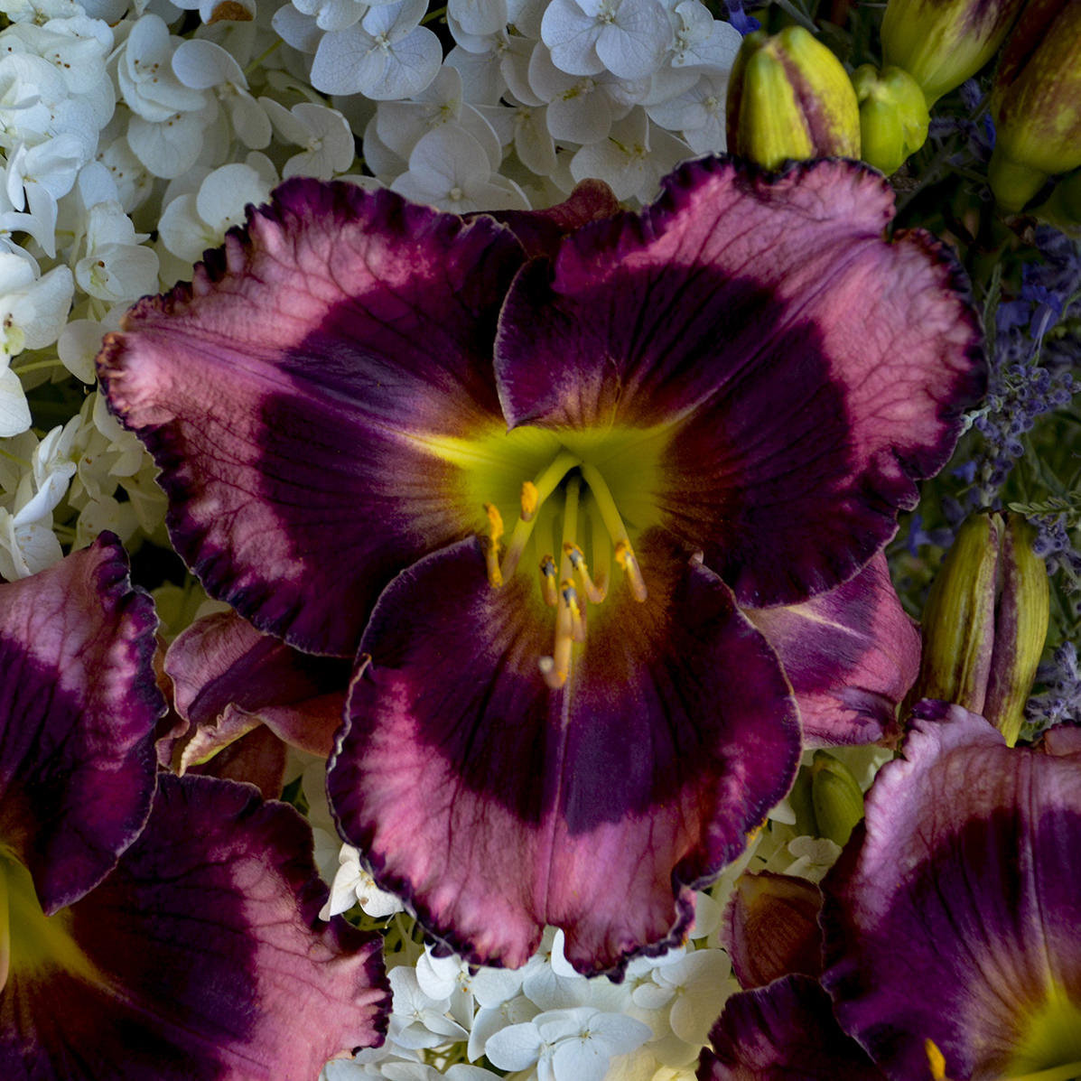 Rainbow Rhythm® 'Storm Shelter' Daylily (Hemerocallis) - Photo Courtesy of Walters Gardens, Inc.