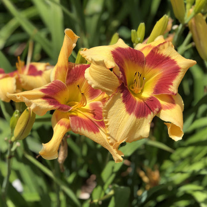 Rainbow Rhythm® 'Tiger Swirl' Daylily (Hemerocallis) - Photo Property of Garden Crossings LLC