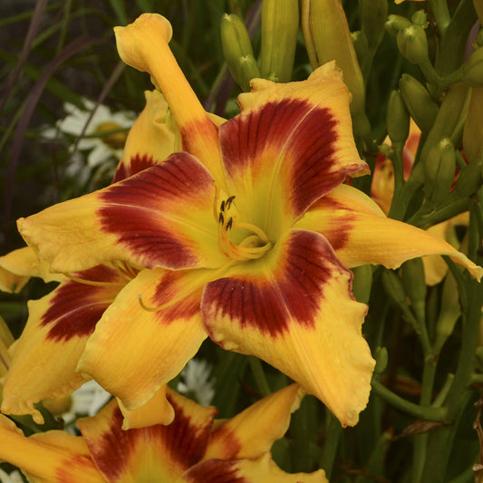 A close-up of the vibrant yellow Rainbow Rhythm® 'Tiger Swirl' Daylily (Hemerocallis) with striking red center markings, surrounded by green buds and leaves - Photo Courtesy of Walters Gardens, Inc.
