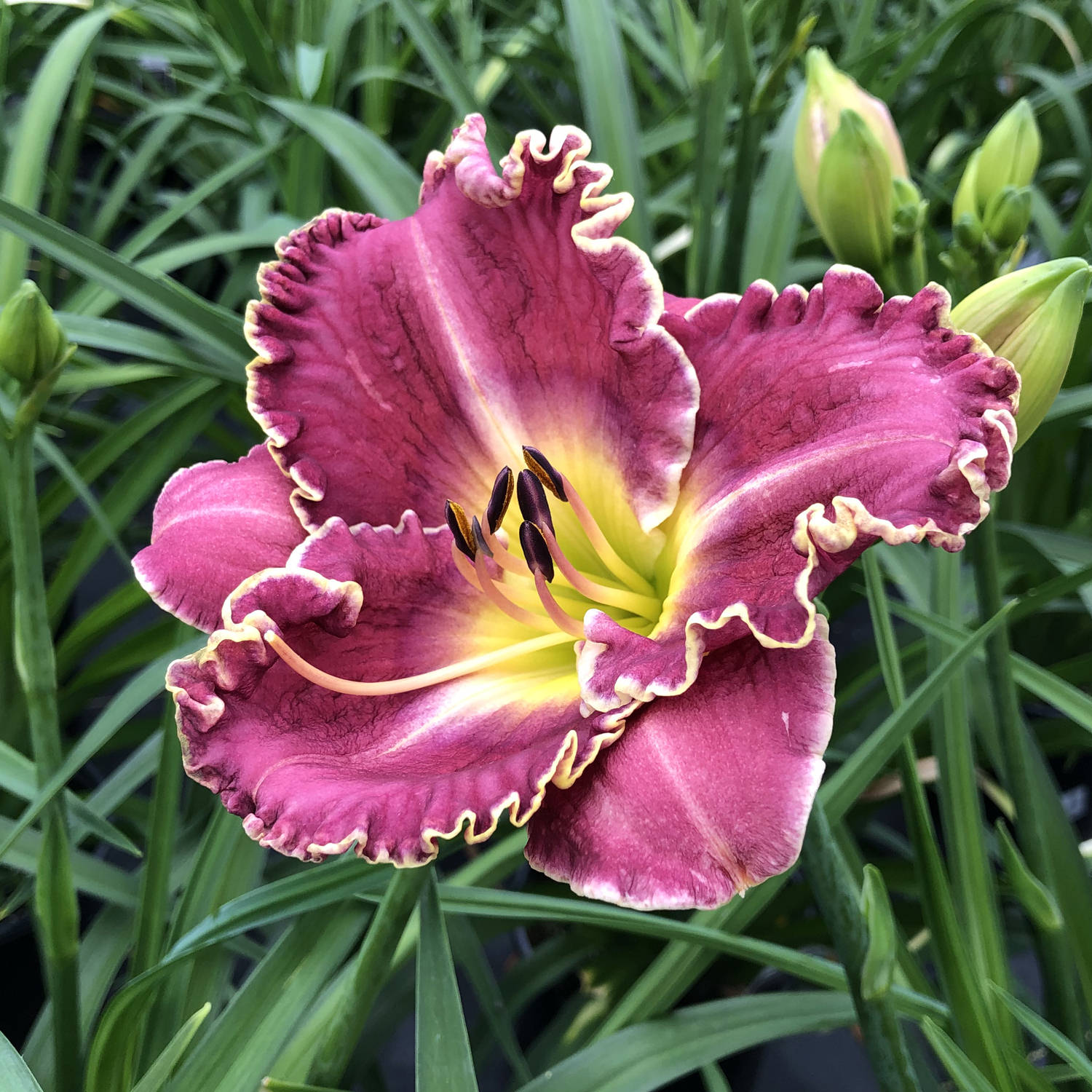 A close-up of the 'Raspberry Eclipse' Daylily (Hemerocallis) shows ruffled yellow edges and a yellow center, surrounded by green leaves and buds - Photo Property of Garden Crossings LLC.