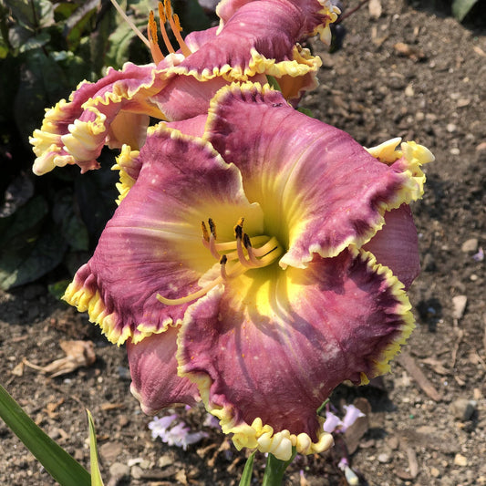 A close-up of the 'Raspberry Eclipse' Daylily (Hemerocallis) shows ruffled pinkish-purple petals edged in yellow, blooming amid green foliage - Photo Property of Garden Crossings LLC.