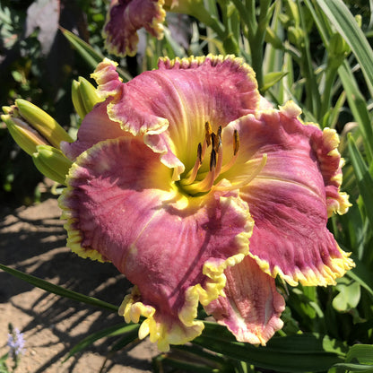 Raspberry Eclipse' Daylily (Hemerocallis) - Photo Property of Garden Crossings LLC