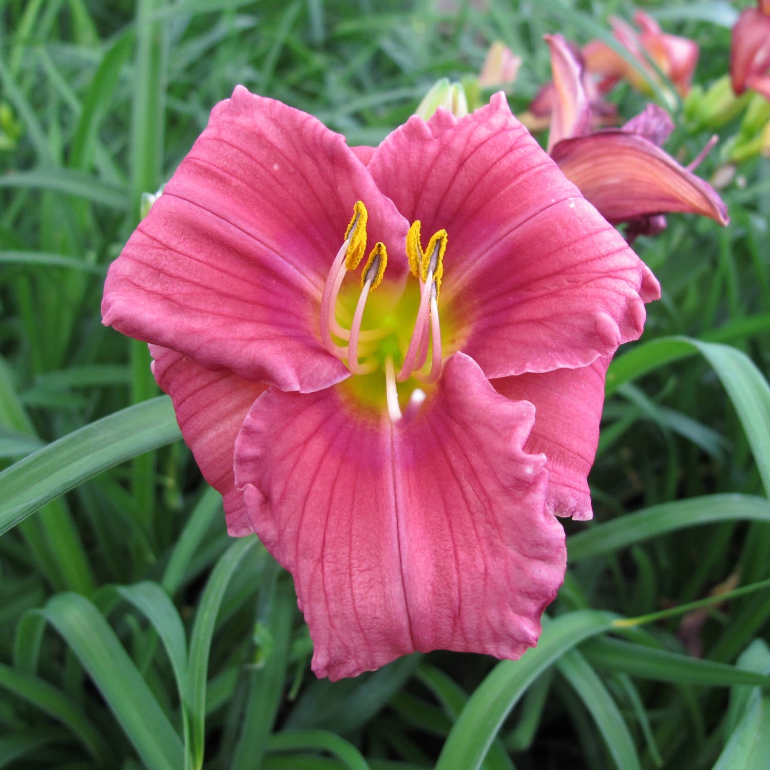 Close-up of ‘Rosy Returns’ Daylily (Hemerocallis) shows off vibrant pink blooms with yellow stamens above green, grass-like leaves, with additional flowers soft-focused in the background - Photo Property of Garden Crossings LLC.