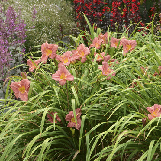 'Rosy Returns' Daylily (Hemerocallis) features rosy pink blooms with yellow centers above grass-like green leaves, adding hardy, everblooming color to gardens alongside purple and red flowers - Photo Courtesy of Walters Gardens, Inc.