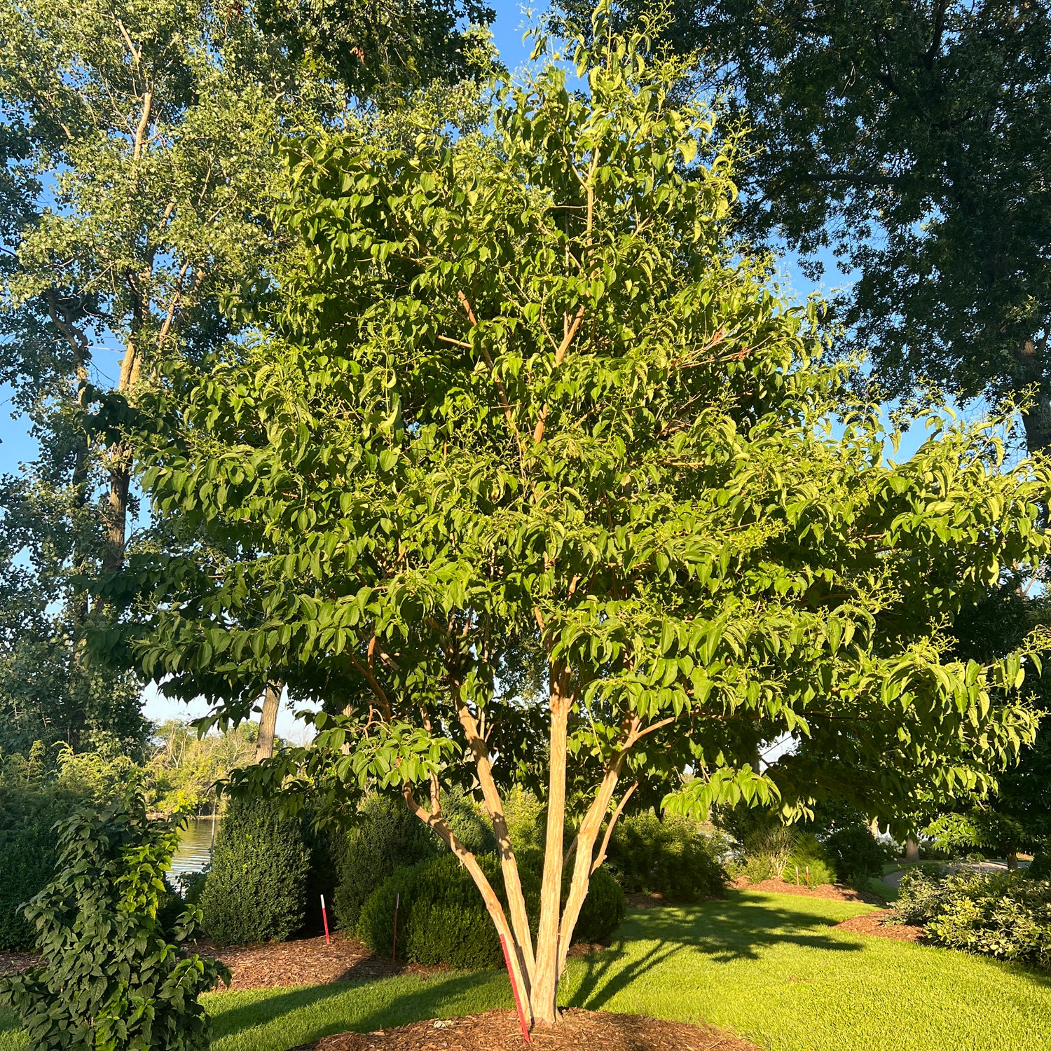 Temple of Bloom® Seven Son FLower (Heptacodium) - Photo Property of Garden Crossings LLC