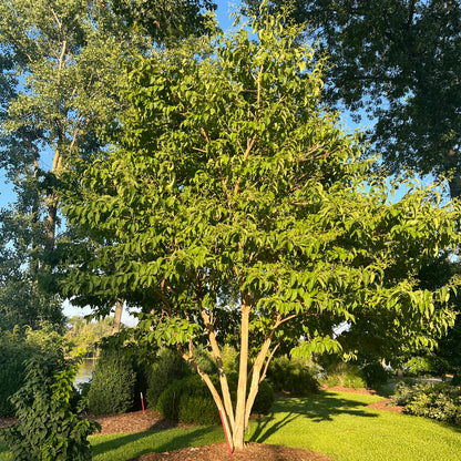 Temple of Bloom® Seven Son FLower (Heptacodium) - Photo Property of Garden Crossings LLC