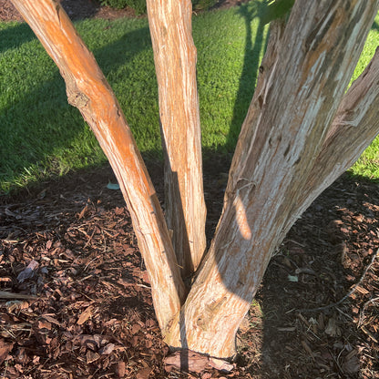 Temple of Bloom® Seven Son FLower (Heptacodium) - Photo Property of Garden Crossings LLC