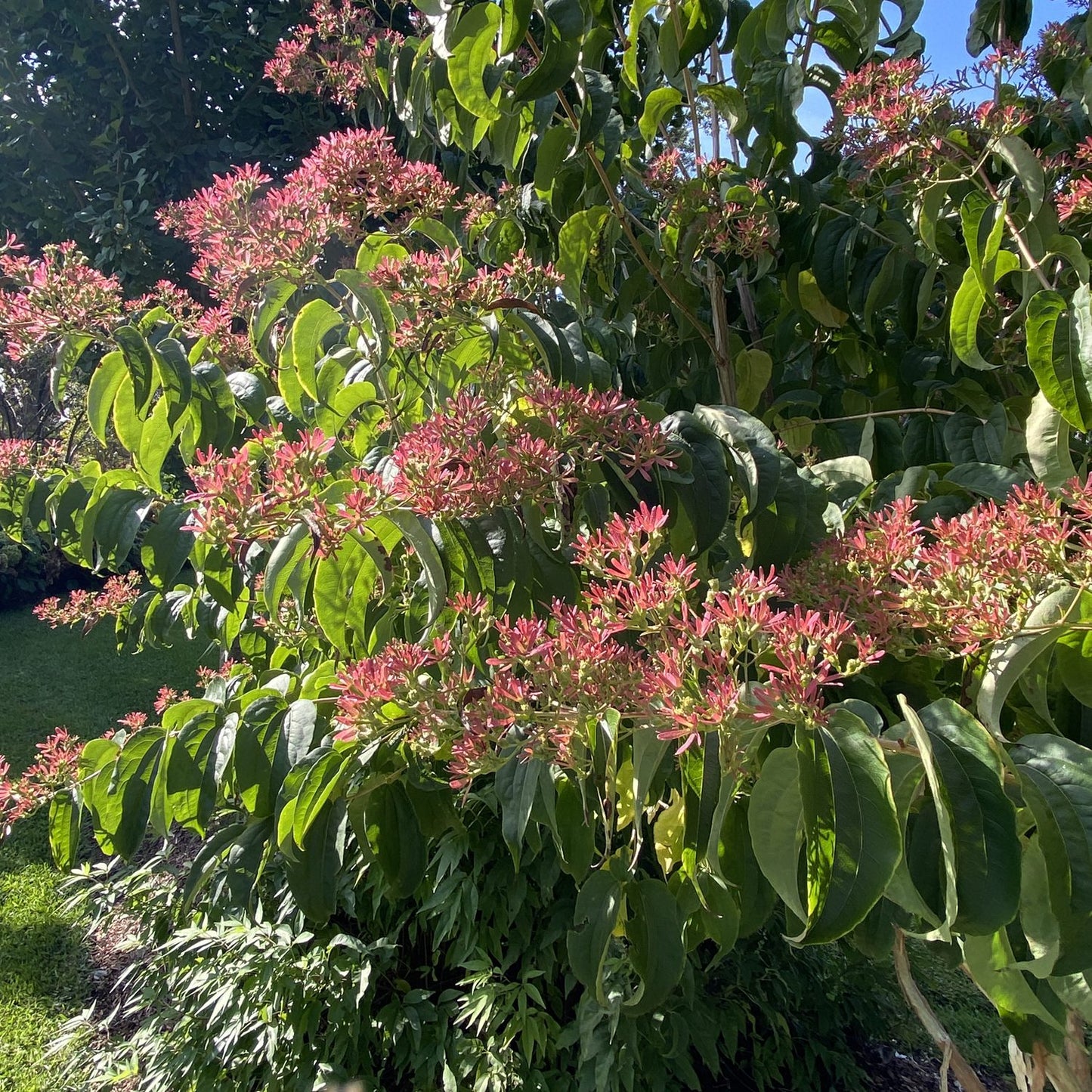 Temple of Bloom® Seven Son FLower (Heptacodium) - Photo Courtesy of Proven Winners, Inc.