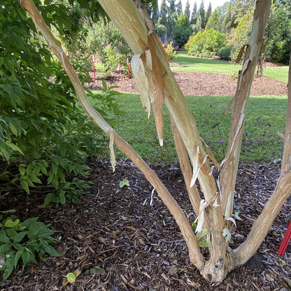 Temple of Bloom® Seven Son FLower (Heptacodium) - Photo Courtesy of Proven Winners, Inc.