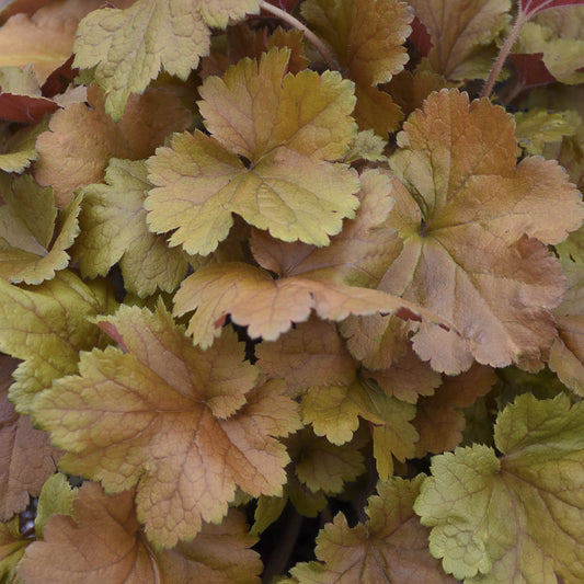 Dolce® 'Toffee Tart' Coral Bells (Heuchera) - Photo Courtesy of Walters Gardens, Inc.