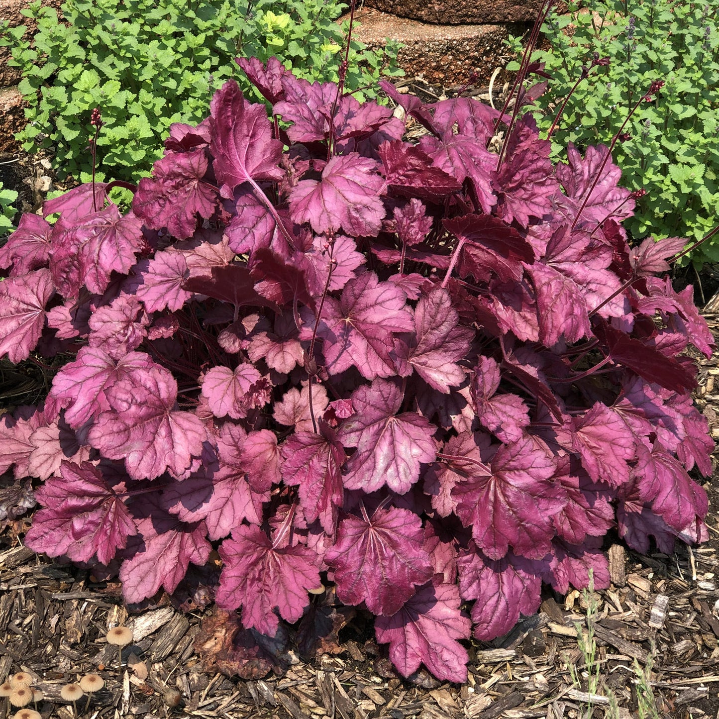 Dolce® 'Wildberry' Coral Bells (Heuchera) - Photo Property of Garden Crossings LLC