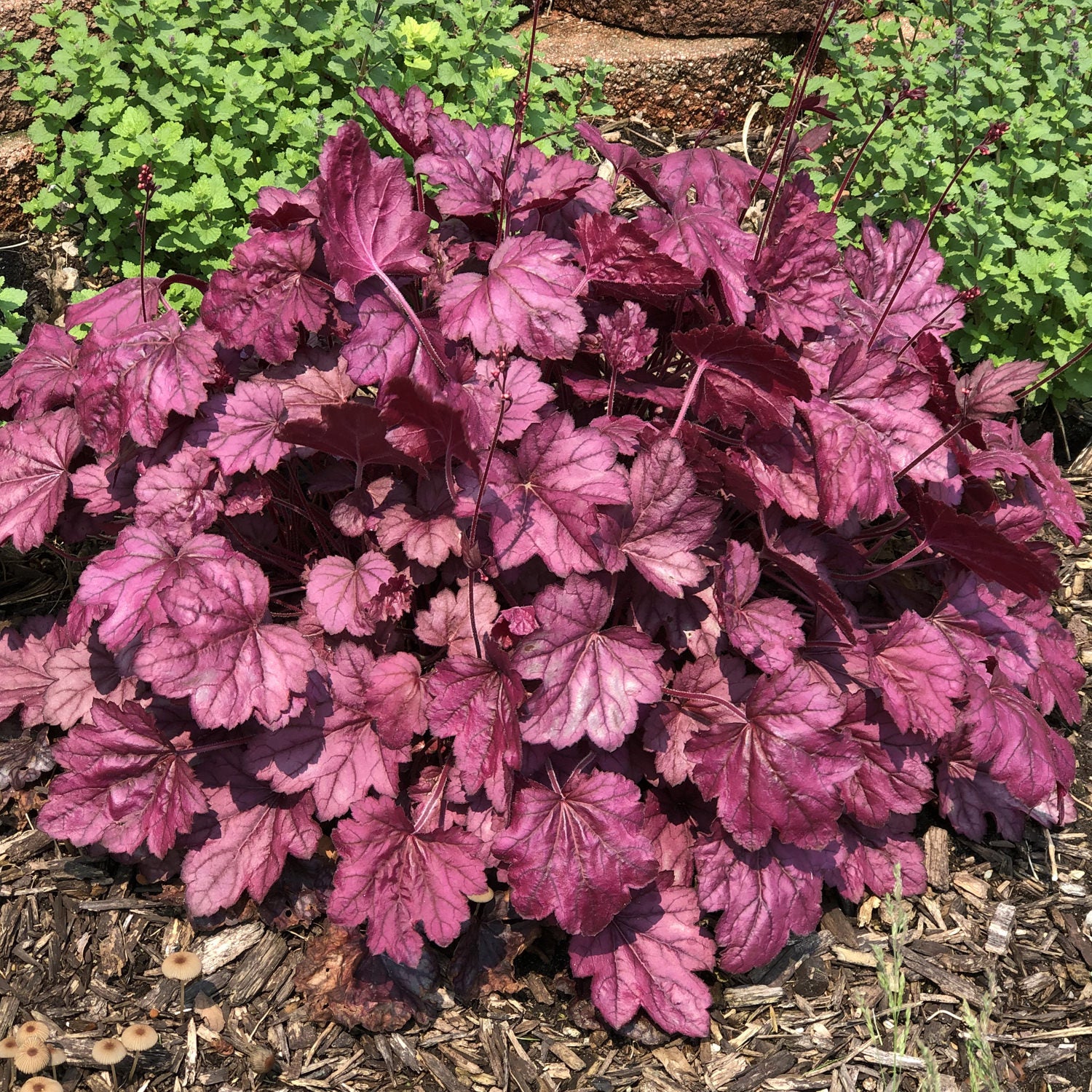 Dolce® 'Wildberry' Coral Bells (Heuchera) - Photo Property of Garden Crossings LLC