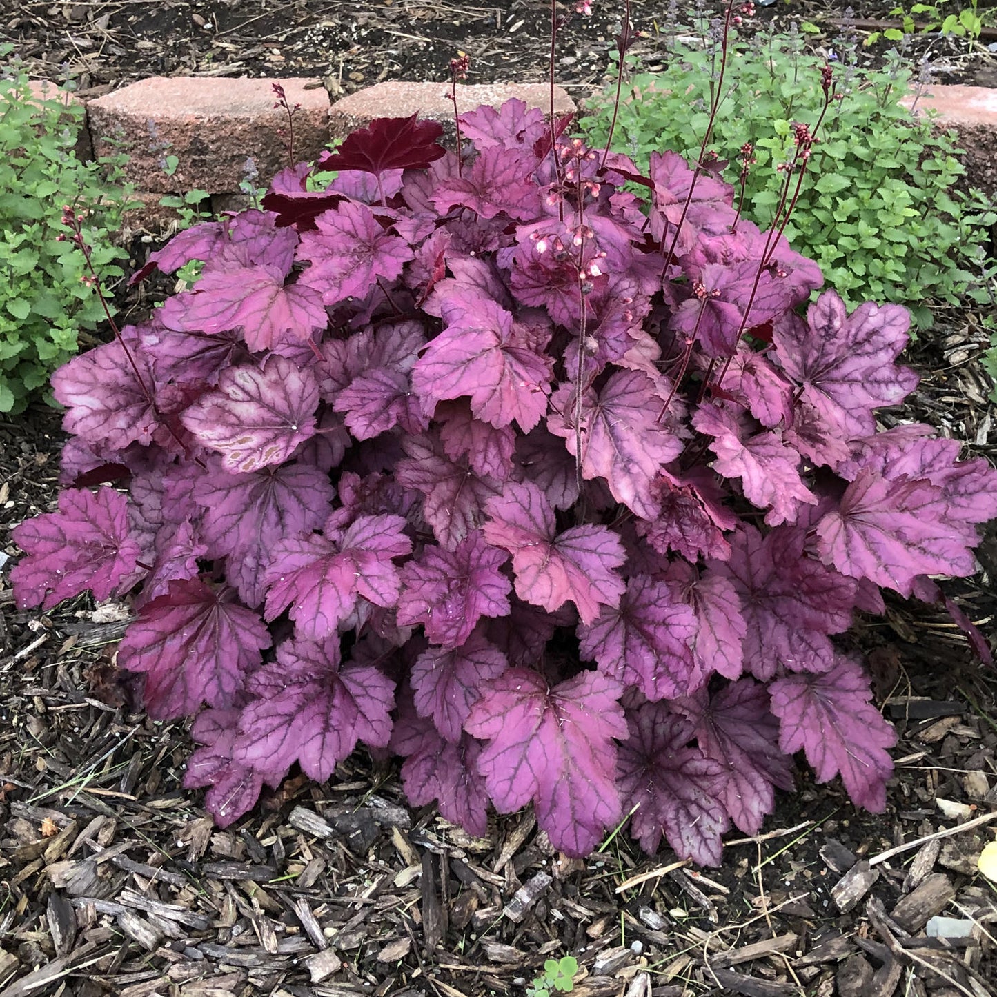 Dolce® 'Wildberry' Coral Bells (Heuchera) - Photo Property of Garden Crossings LLC