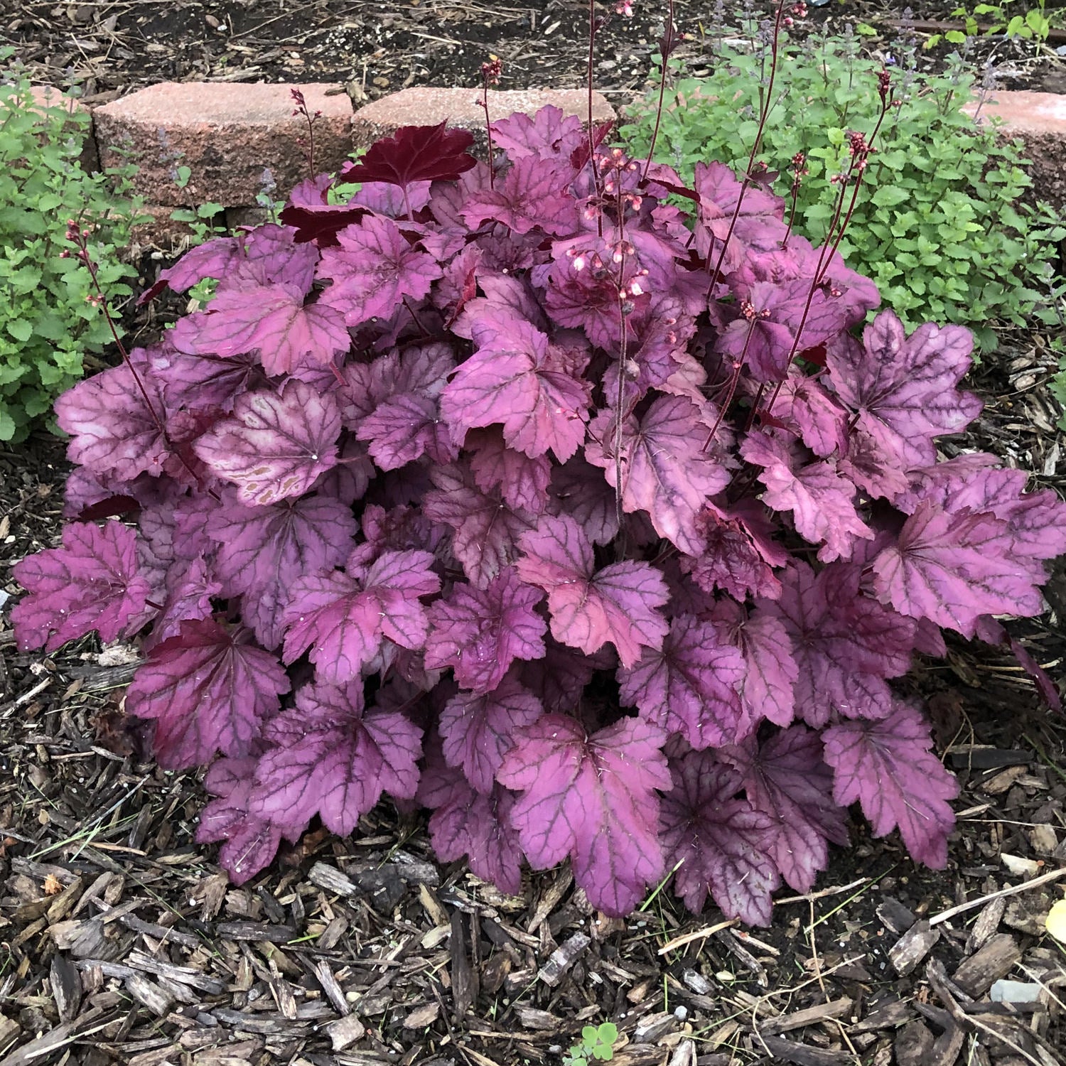 Dolce® 'Wildberry' Coral Bells (Heuchera) - Photo Property of Garden Crossings LLC