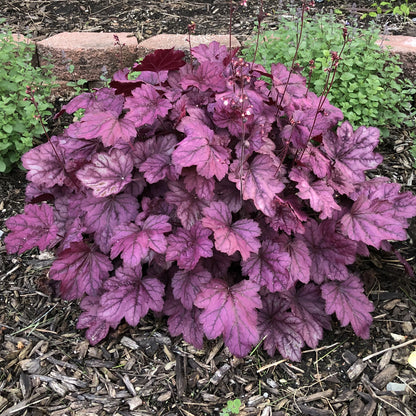 Dolce® 'Wildberry' Coral Bells (Heuchera) - Photo Property of Garden Crossings LLC